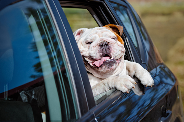 4 วิธีพาสุนัขเที่ยวแบบง่ายๆ ไม่ต้องกลัวรถเลอะอีกต่อไป